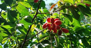 นมควาย (หมากผีผวน) ประโยชน์ดีๆ สรรพคุณเด่นๆ