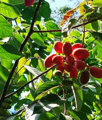 นมควาย (หมากผีผวน) ประโยชน์ดีๆ สรรพคุณเด่นๆ