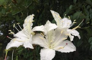 อรพิม สรรพคุณและประโยชน์ของต้นอรพิม 5 ข้อ ! (คิ้วนาง)