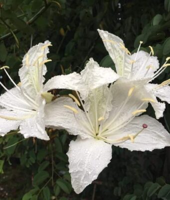 อรพิม สรรพคุณและประโยชน์ของต้นอรพิม 5 ข้อ ! (คิ้วนาง)