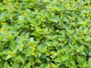 วัชพืช 6 ชนิด ที่หลายคนเข้าใจผิด แท้จริงแล้วคือ ผัก มีประโยชน์