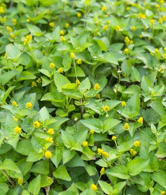 วัชพืช 6 ชนิด ที่หลายคนเข้าใจผิด แท้จริงแล้วคือ ผัก มีประโยชน์