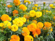 “ดอกดาวเรือง” สมุนไพรที่มีประโยชน์ต่อสุขภาพมากกว่าที่คิด