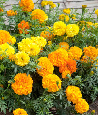 “ดอกดาวเรือง” สมุนไพรที่มีประโยชน์ต่อสุขภาพมากกว่าที่คิด