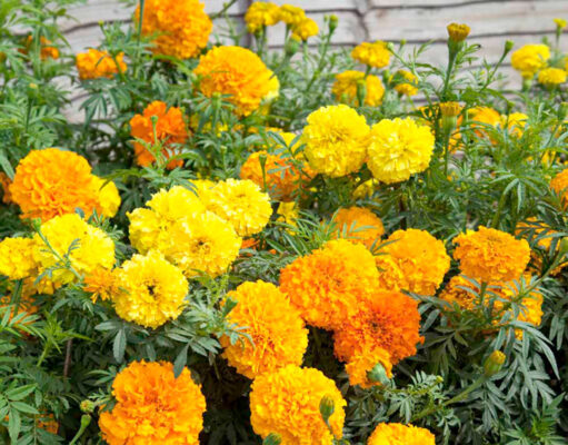 “ดอกดาวเรือง” สมุนไพรที่มีประโยชน์ต่อสุขภาพมากกว่าที่คิด