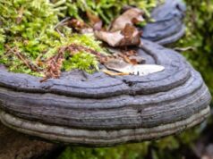 เห็ดกระถินพิมาน ประโยชน์ดีๆ สรรพคุณเด่นๆ และข้อมูลงานวิจัย