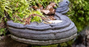 เห็ดกระถินพิมาน ประโยชน์ดีๆ สรรพคุณเด่นๆ และข้อมูลงานวิจัย