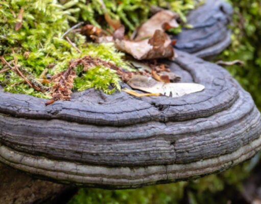 เห็ดกระถินพิมาน ประโยชน์ดีๆ สรรพคุณเด่นๆ และข้อมูลงานวิจัย