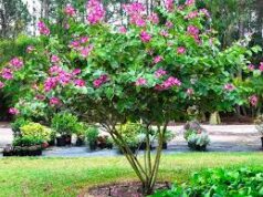 10 สมุนไพรที่เป็นไม้ประดับสวน ปลูกแล้วคุ้ม!!