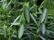 ช้อยนางรำ สรรพคุณและประโยชน์ของต้นช้อยนางรำ 13 ข้อ !