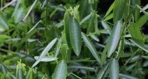 ช้อยนางรำ สรรพคุณและประโยชน์ของต้นช้อยนางรำ 13 ข้อ !