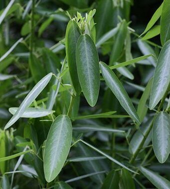 ช้อยนางรำ สรรพคุณและประโยชน์ของต้นช้อยนางรำ 13 ข้อ !