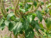 ยี่หร่า สรรพคุณและประโยชน์ของยี่หร่า 16 ข้อ !