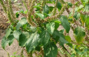 ยี่หร่า สรรพคุณและประโยชน์ของยี่หร่า 16 ข้อ !