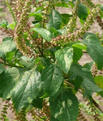 ยี่หร่า สรรพคุณและประโยชน์ของยี่หร่า 16 ข้อ !