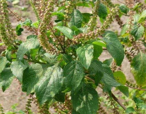 ยี่หร่า สรรพคุณและประโยชน์ของยี่หร่า 16 ข้อ !