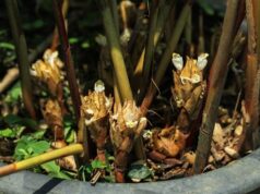 กระวาน ประโยชน์ดีๆ สรรพคุณเด่นๆ และข้อมูลงานวิจัย