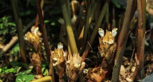 กระวาน ประโยชน์ดีๆ สรรพคุณเด่นๆ และข้อมูลงานวิจัย