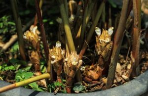 กระวาน ประโยชน์ดีๆ สรรพคุณเด่นๆ และข้อมูลงานวิจัย