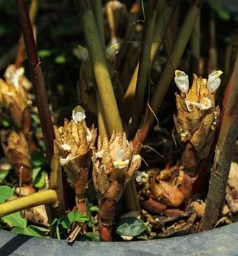 กระวาน ประโยชน์ดีๆ สรรพคุณเด่นๆ และข้อมูลงานวิจัย