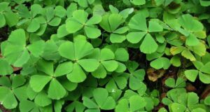 ผักพื้นบ้านอีสาน : สุดยอดสมุนไพรพื้นบ้าน