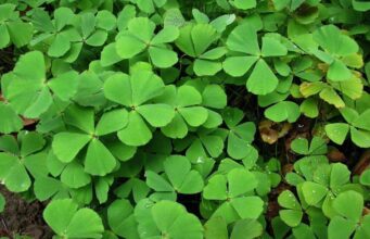 ผักพื้นบ้านอีสาน : สุดยอดสมุนไพรพื้นบ้าน