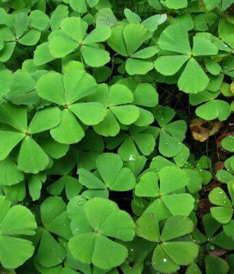 ผักพื้นบ้านอีสาน : สุดยอดสมุนไพรพื้นบ้าน