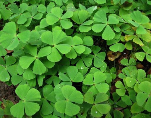 ผักพื้นบ้านอีสาน : สุดยอดสมุนไพรพื้นบ้าน