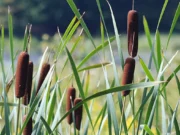 18 สรรพคุณและประโยชน์ของต้นธูปฤาษี ! (กกช้าง)