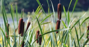 18 สรรพคุณและประโยชน์ของต้นธูปฤาษี ! (กกช้าง)