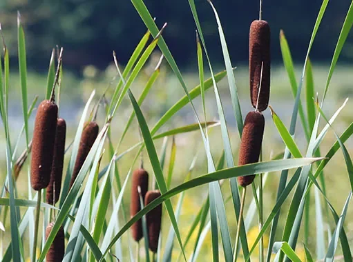 18 สรรพคุณและประโยชน์ของต้นธูปฤาษี ! (กกช้าง)