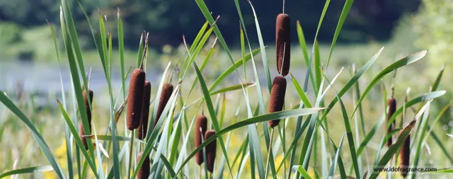 Cattail-03