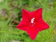 คอนสวรรค์ ไม้ประดับเป็นยา