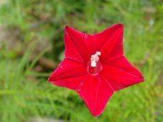 คอนสวรรค์ ไม้ประดับเป็นยา