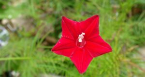 คอนสวรรค์ ไม้ประดับเป็นยา