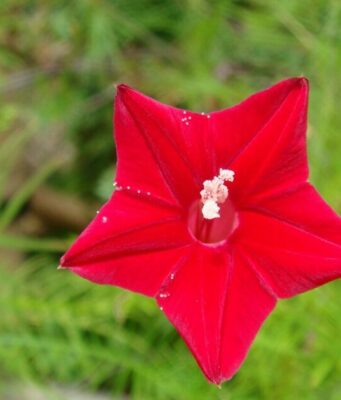 คอนสวรรค์ ไม้ประดับเป็นยา