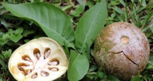 มะตูม สรรพคุณและประโยชน์ของมะตูม 16 ข้อ !