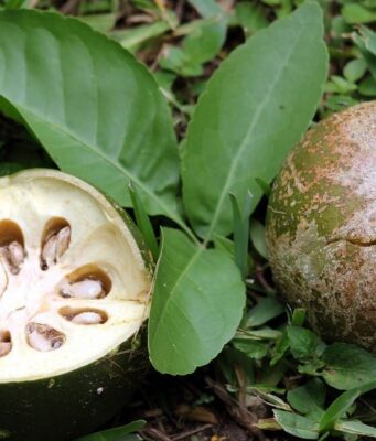 มะตูม สรรพคุณและประโยชน์ของมะตูม 16 ข้อ !