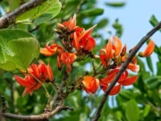 ทองกวาว สรรพคุณและประโยชน์ของต้นทองกวาว 30 ข้อ !