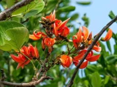 ทองกวาว สรรพคุณและประโยชน์ของต้นทองกวาว 30 ข้อ !