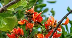 ทองกวาว สรรพคุณและประโยชน์ของต้นทองกวาว 30 ข้อ !