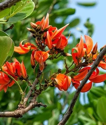 ทองกวาว สรรพคุณและประโยชน์ของต้นทองกวาว 30 ข้อ !