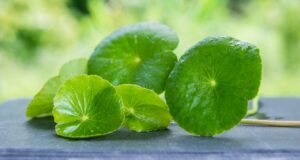 สมุนไพรช่วยบำบัดอาการสมองเสื่อมได้หรือไม่