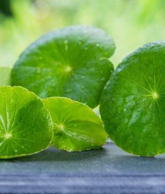 สมุนไพรช่วยบำบัดอาการสมองเสื่อมได้หรือไม่