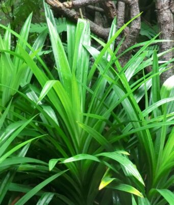 ใบเตย สรรพคุณและประโยชน์ของใบเตยหอม 22 ข้อ !