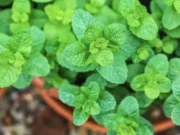 8 ชนิดของพืชสมุนไพรที่คุณสามารถปลูกในบ้านได้