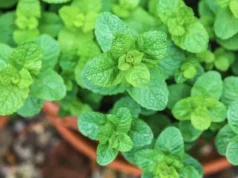 8 ชนิดของพืชสมุนไพรที่คุณสามารถปลูกในบ้านได้