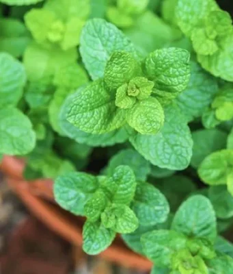 8 ชนิดของพืชสมุนไพรที่คุณสามารถปลูกในบ้านได้