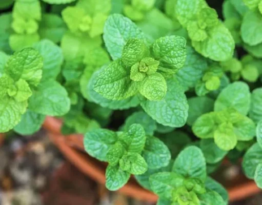 8 ชนิดของพืชสมุนไพรที่คุณสามารถปลูกในบ้านได้