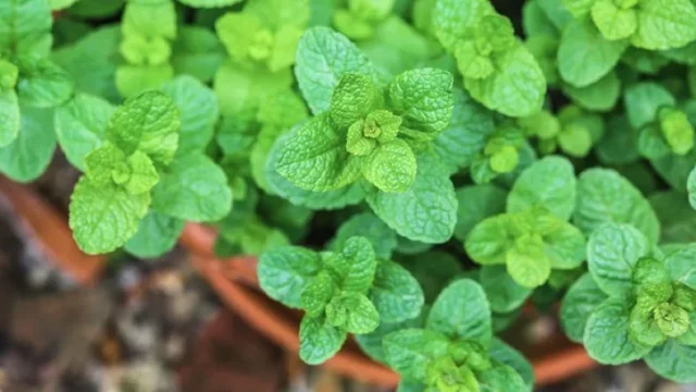 f800x450-113673_165119_5050jpg